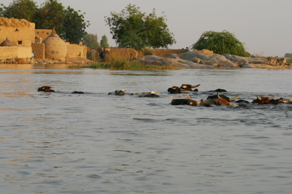 cows swimming to the market in ayorou.JPG